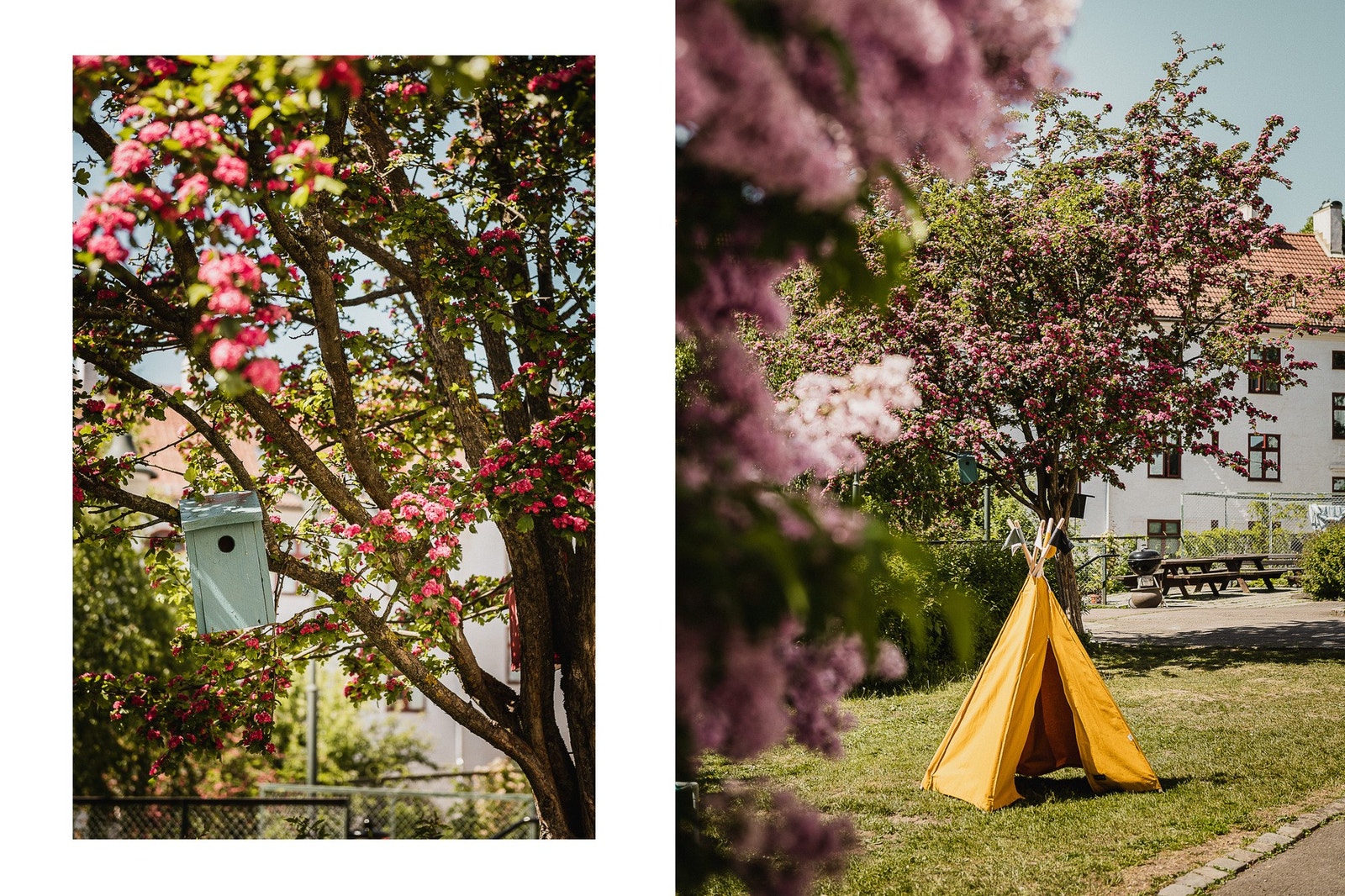 Trivelige fuglekasser i flere trær - her er alle velkommen til å bo. Galleribilde