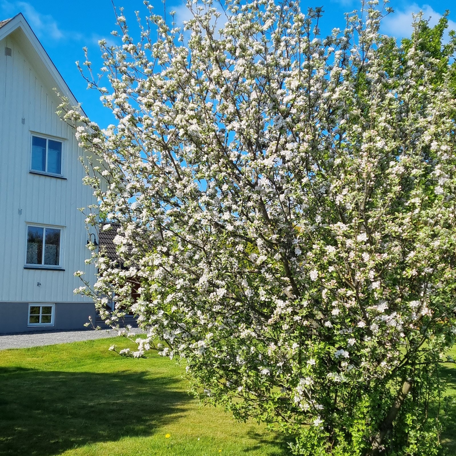 I tillegg er det gangavstand til Saga Sentret med blant annet dagligvareforretning, vinmonopol, klesbutikk, blomsterbutikk og apotek. Galleribilde