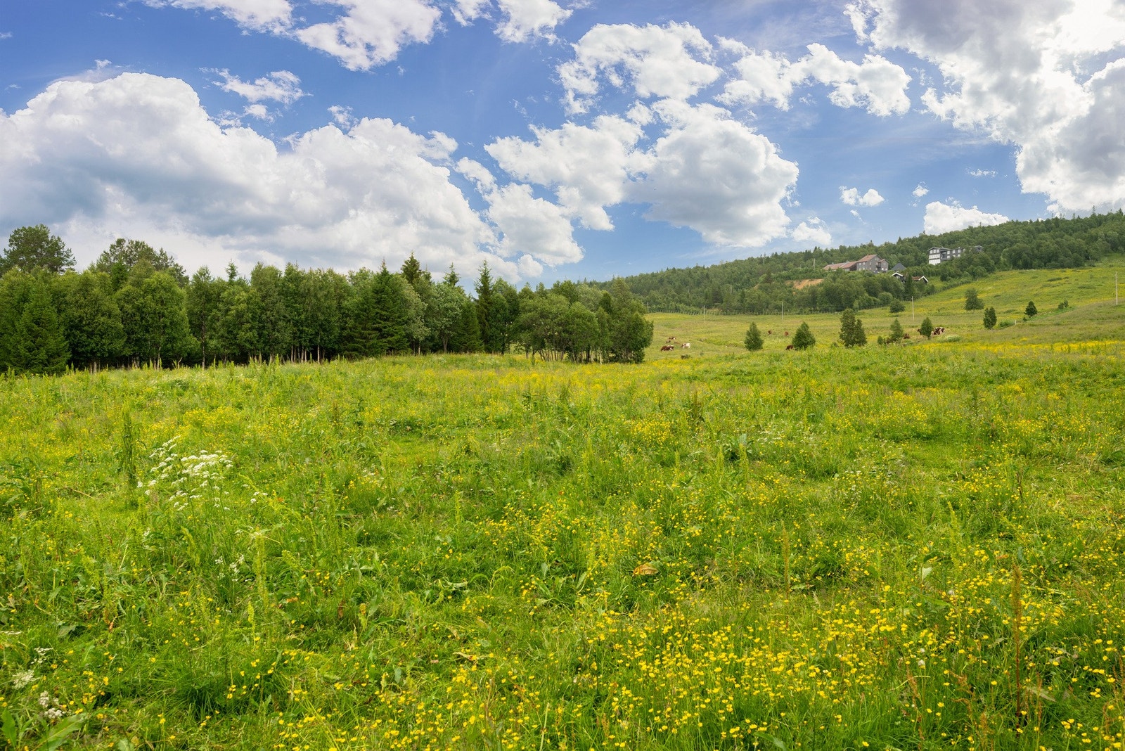 Nærområde Galleribilde
