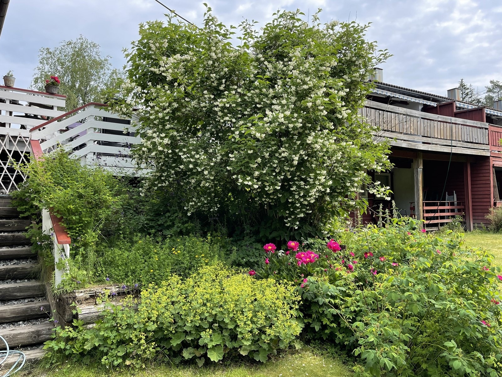 Terrassen ved inngangspartiet. Her bugner det av frodig beplantning. Galleribilde