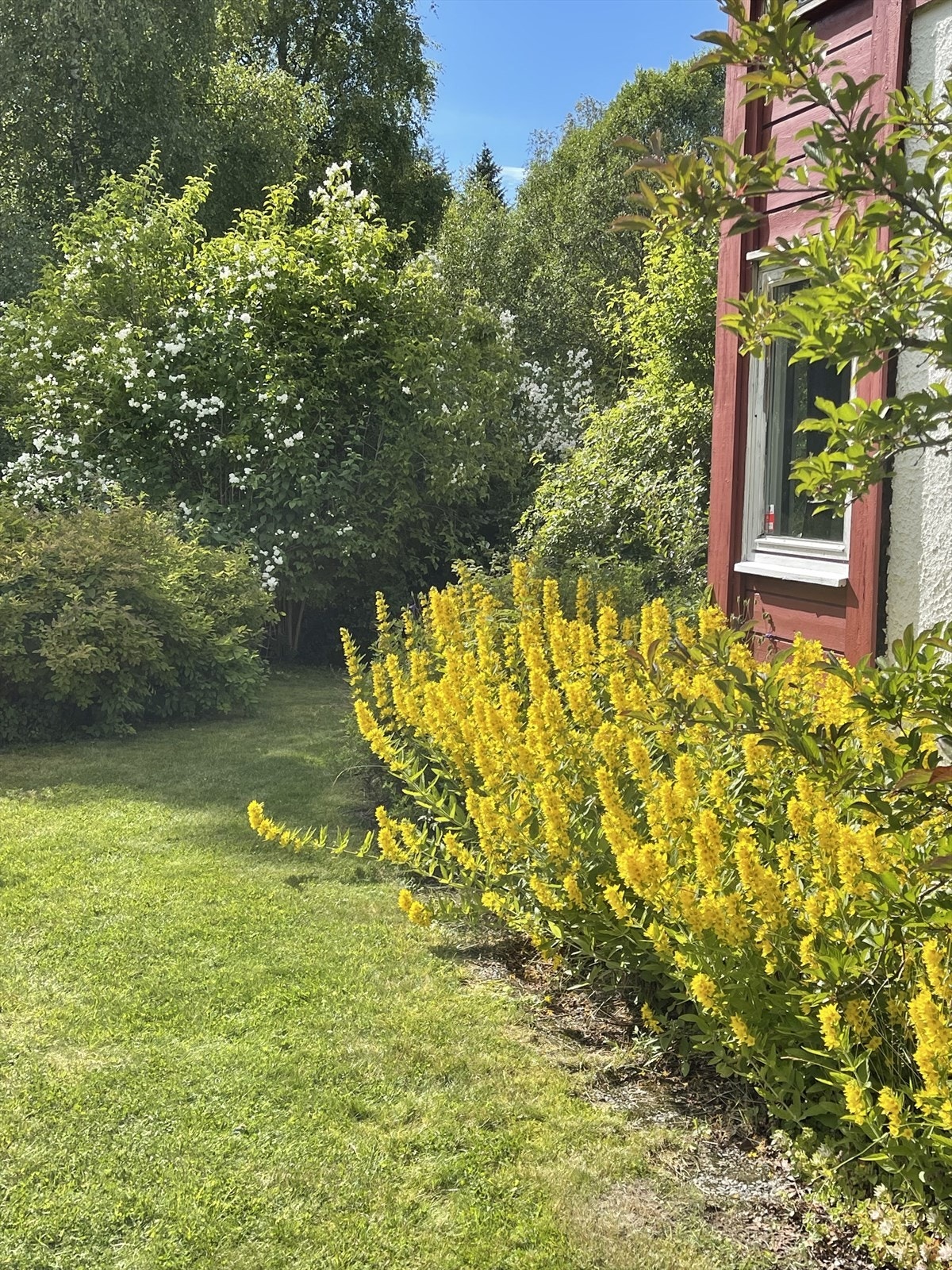 Frodig og skjermet hage på sommerstid. Galleribilde