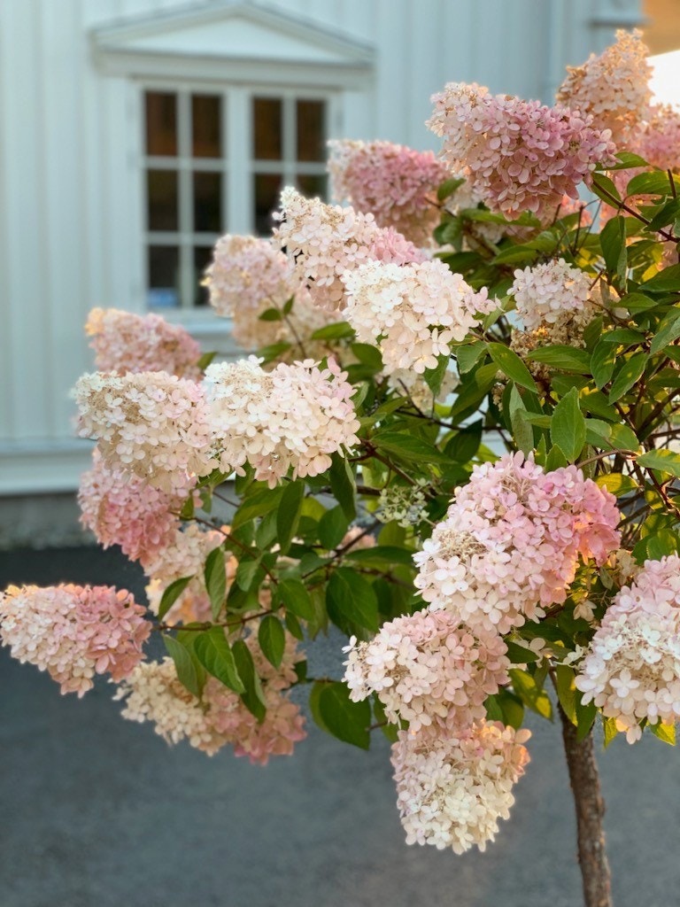 Eiendommen har flott beplantning. (Selgers private bilde) Galleribilde