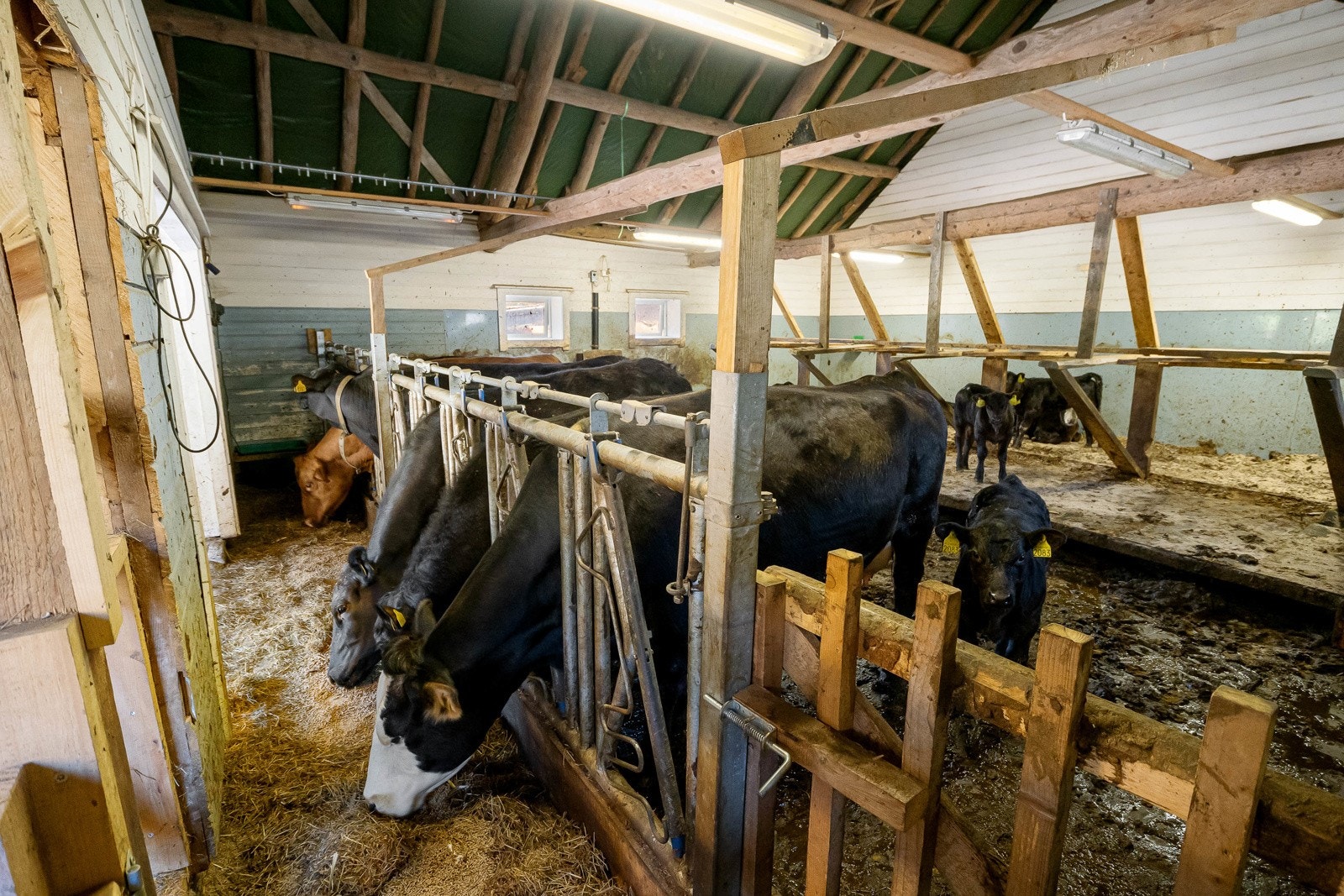 Ammekufjøs 2 (det gaml sauefjøset) Galleribilde