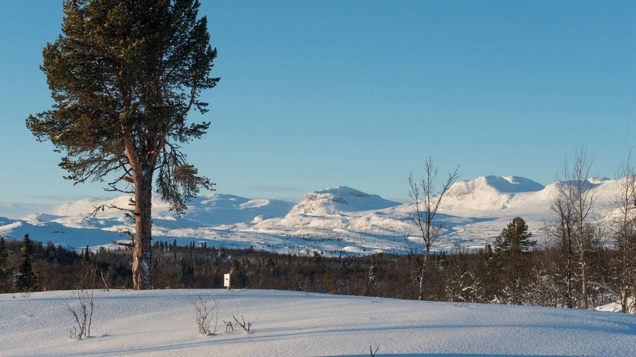 Bilde fra Tomt 29, her bygges det Ål hytte. Galleribilde