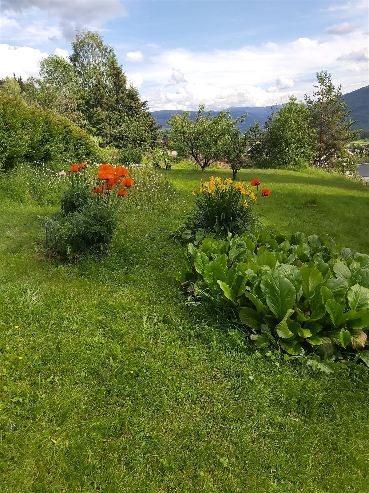 Bilde av hagen på sommerstid. Galleribilde