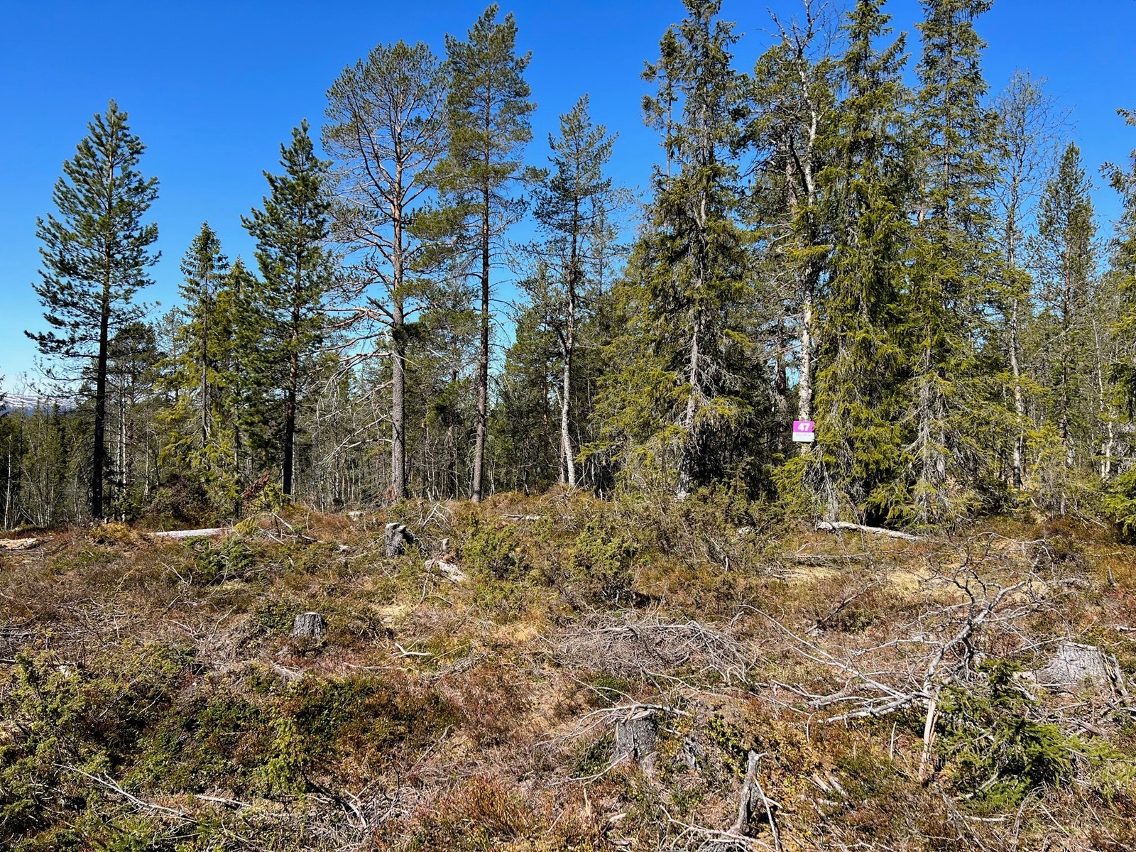 Bilde fra tomt 47 Galleribilde