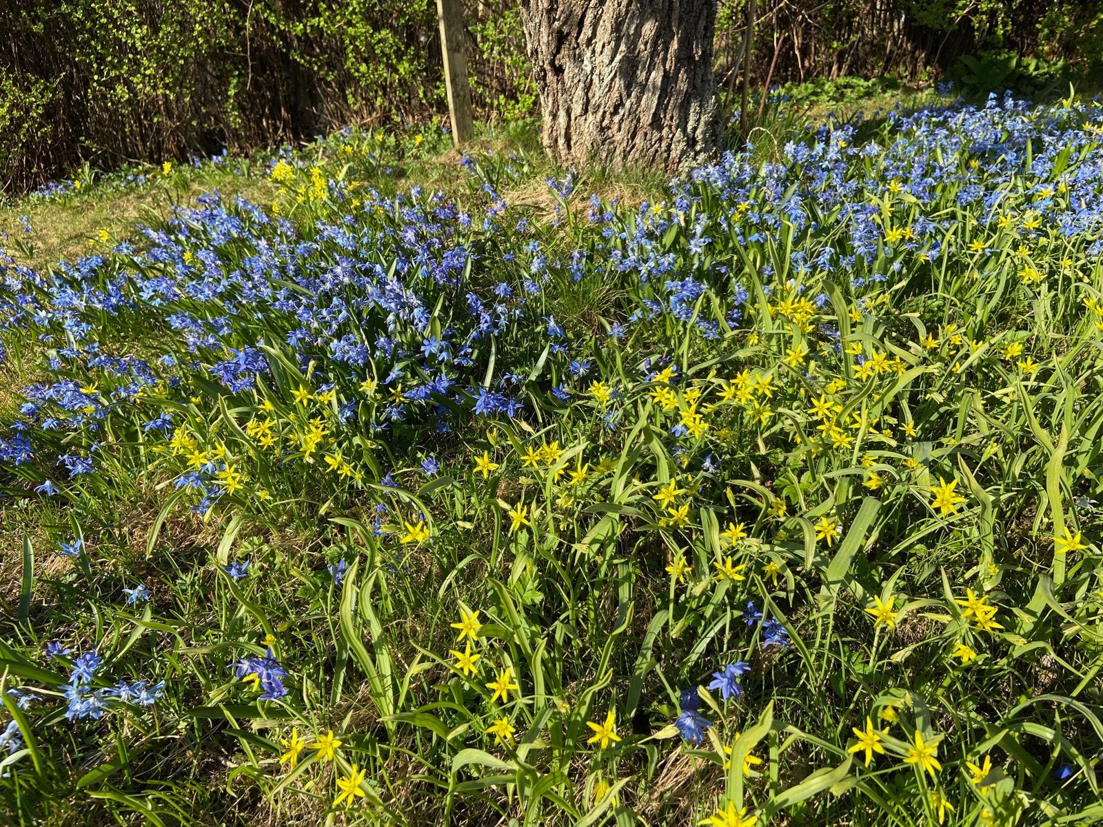 Hageidyll | Selgers eget bilde. Alltid spennende å følge med på hva som dukker opp om våren. Galleribilde