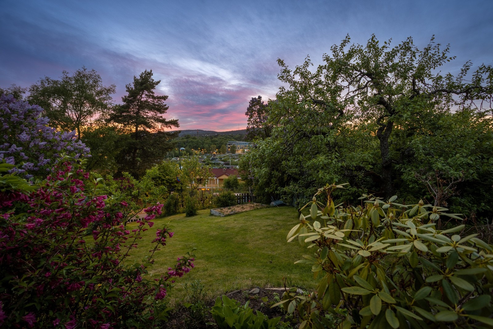 Kveldsstemning. Vedskjul to i buskene til høyre. Fin dyrkingsplass. Og bringebærbusker nederst. Galleribilde