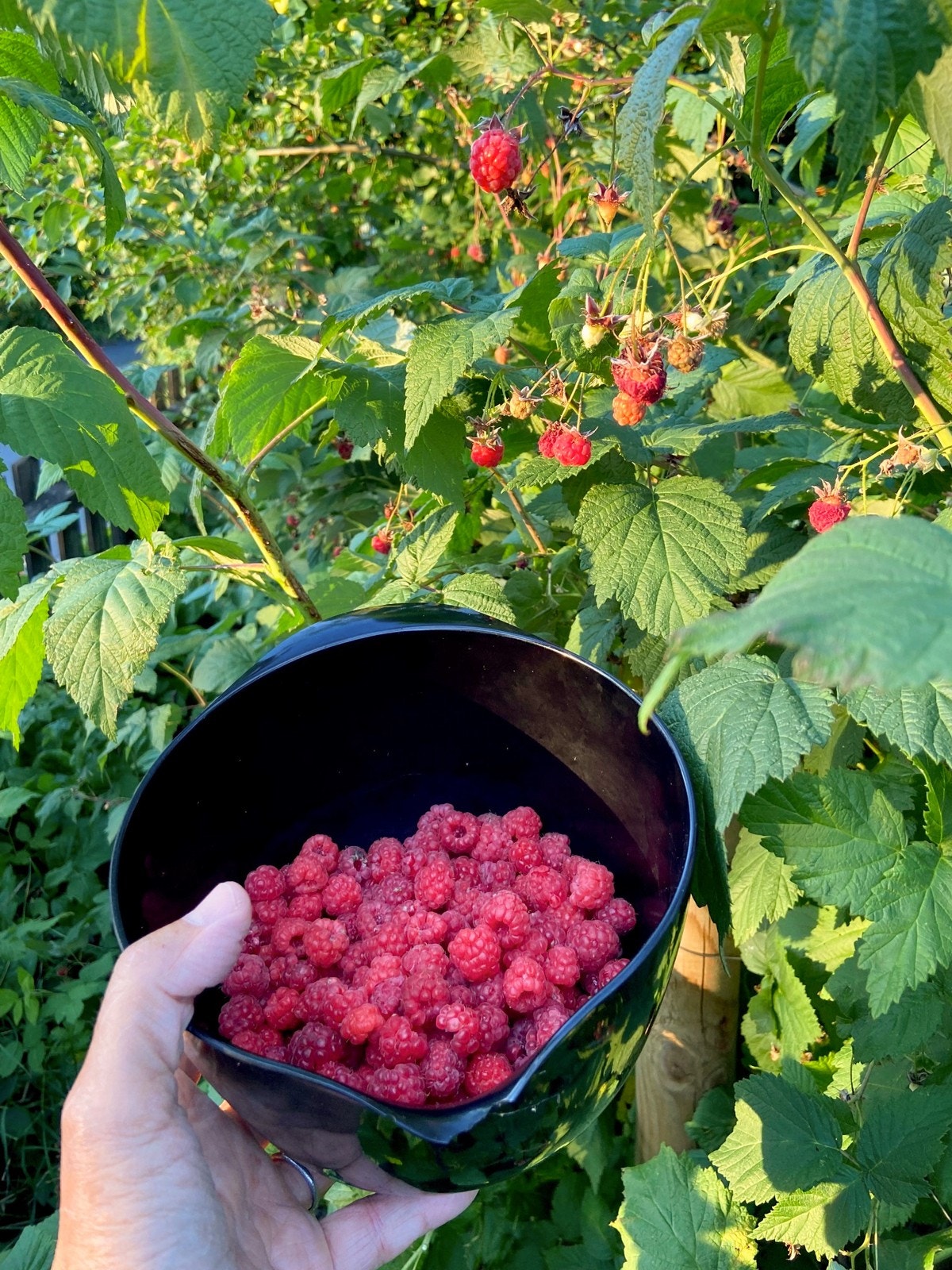 Hageidyll | Selgers eget bilde. Selvplukk av bringebær i store mengder. Galleribilde