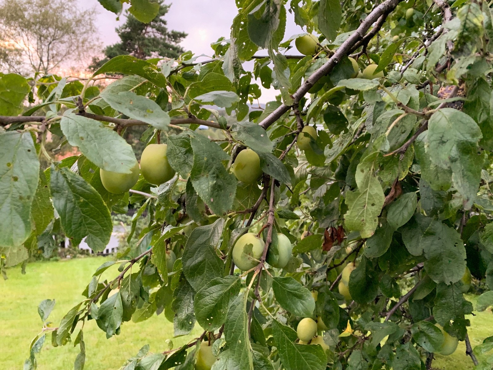 Hageidyll | Selgers eget bilde. Plommer i mengder! Galleribilde