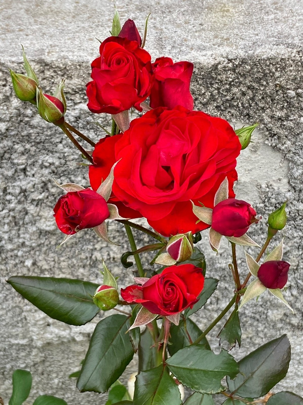 Hageidyll | Selgers eget bilde. Det er en flott blomsterbutikk i nabolaget, men de vakreste finner vi i egen hage. Galleribilde