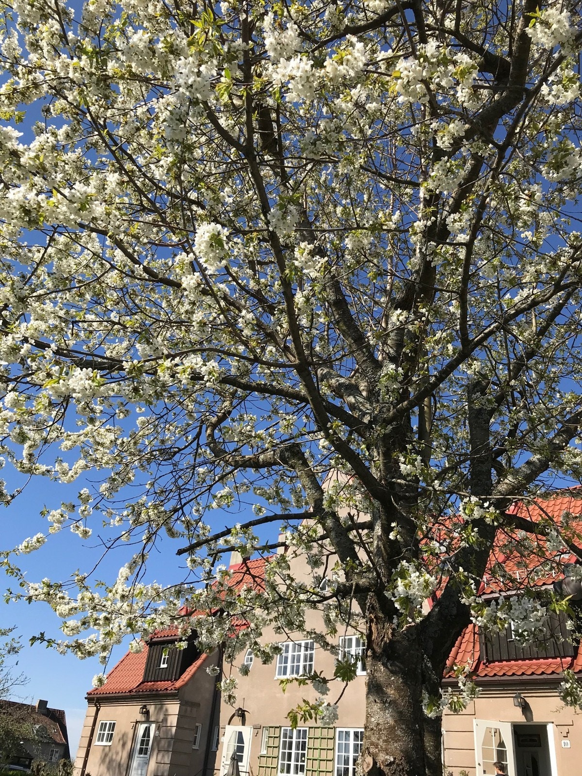 Hageidyll | Selgers eget bilde. Naboens kirsebærtre - en fin del av utsikten fra hovedsoverom og forhage. Galleribilde