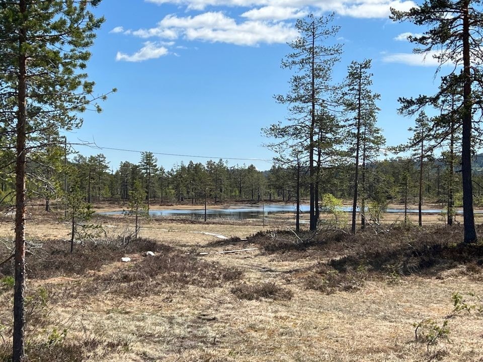 Nærområde Galleribilde