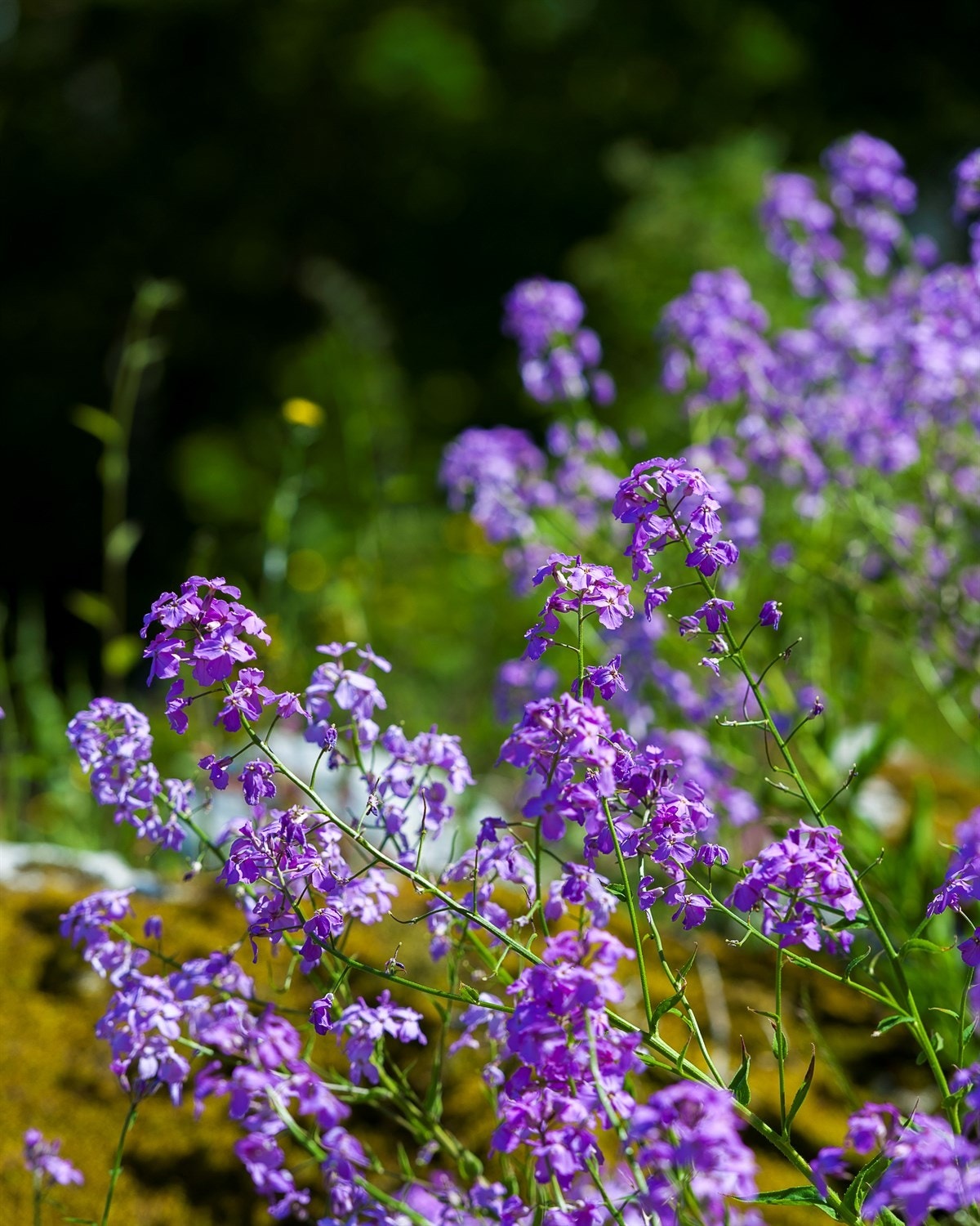 3425595_1-yanmvb1.jpg Galleribilde