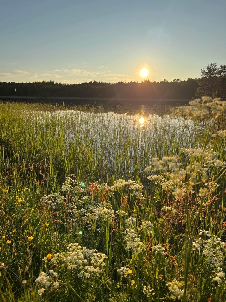 Sommer på Aure. Foto: grunneier Galleribilde