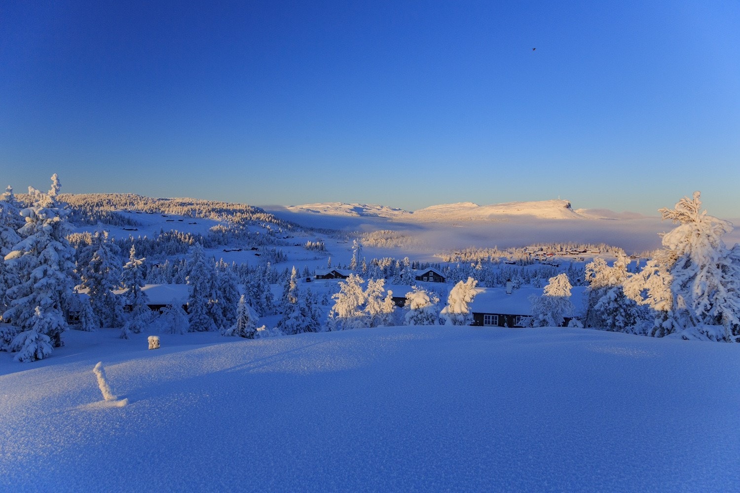 Selgers bilde Galleribilde