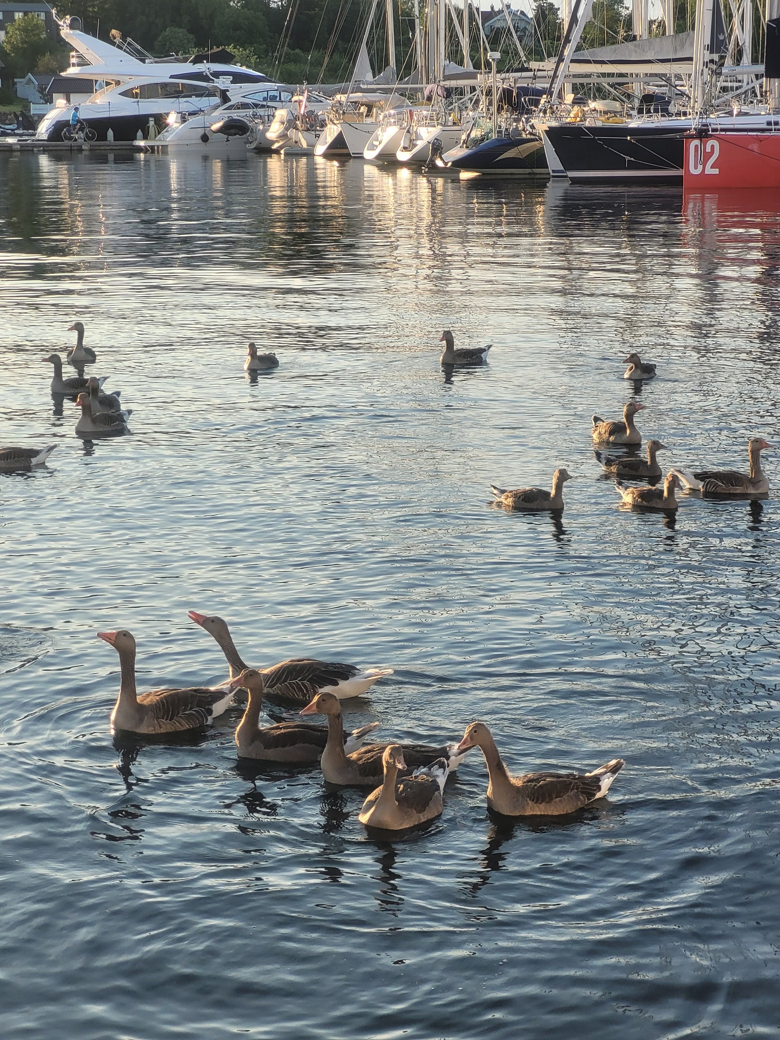 Tett på dyrelivet. Galleribilde