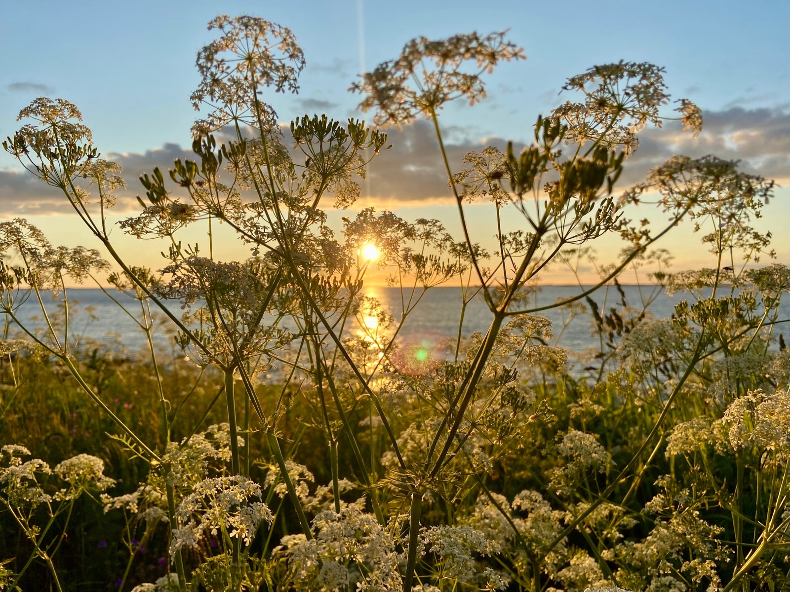 Vakre blomsterenger finner du over alt Galleribilde