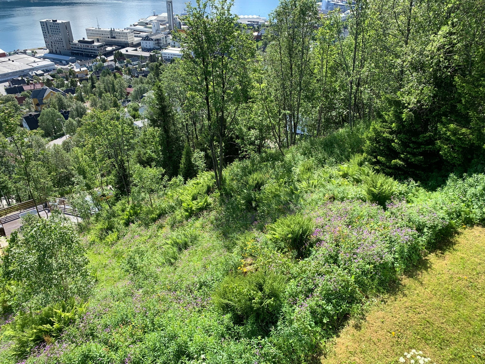 Naturhage og plen på østsiden av huset Galleribilde