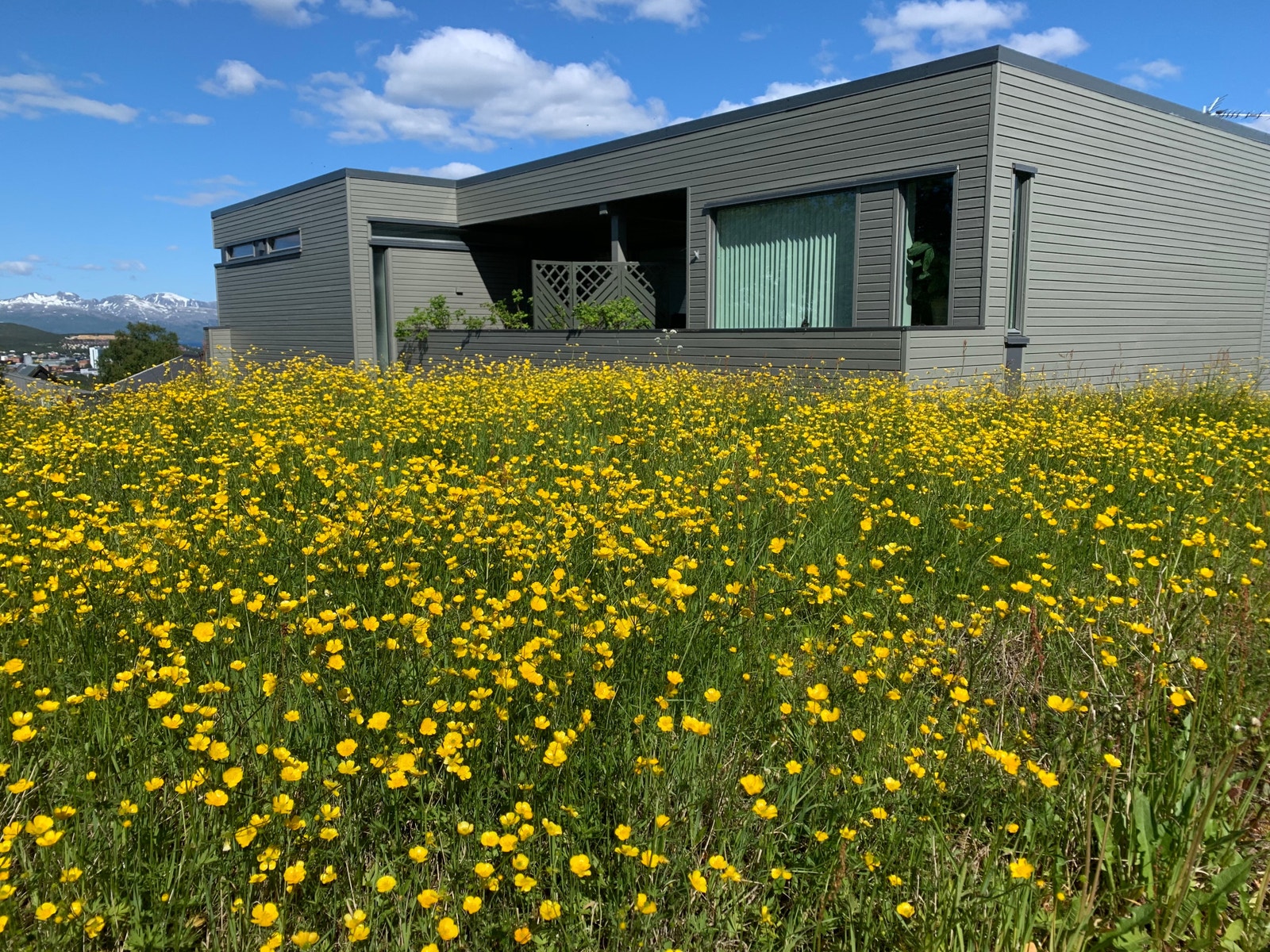 Garasjetak med blomstereng Galleribilde