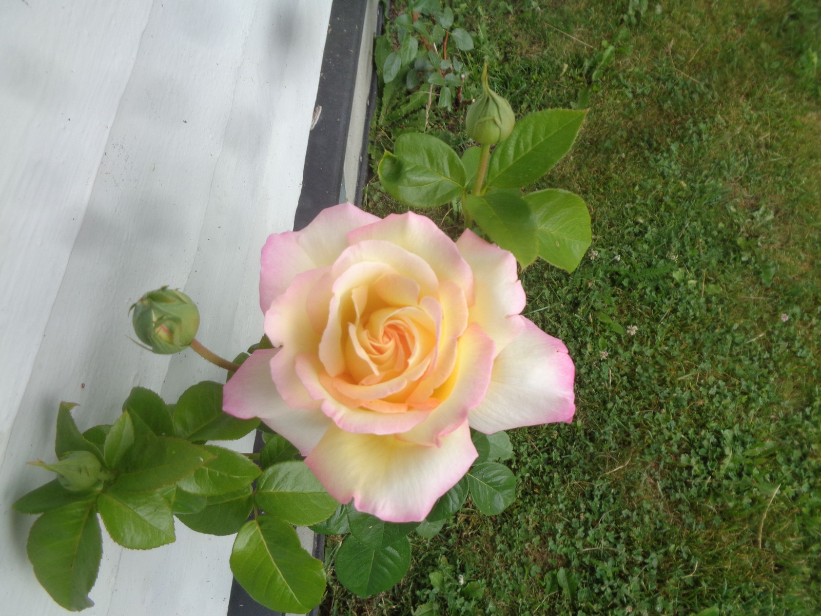 Peace rose. Galleribilde