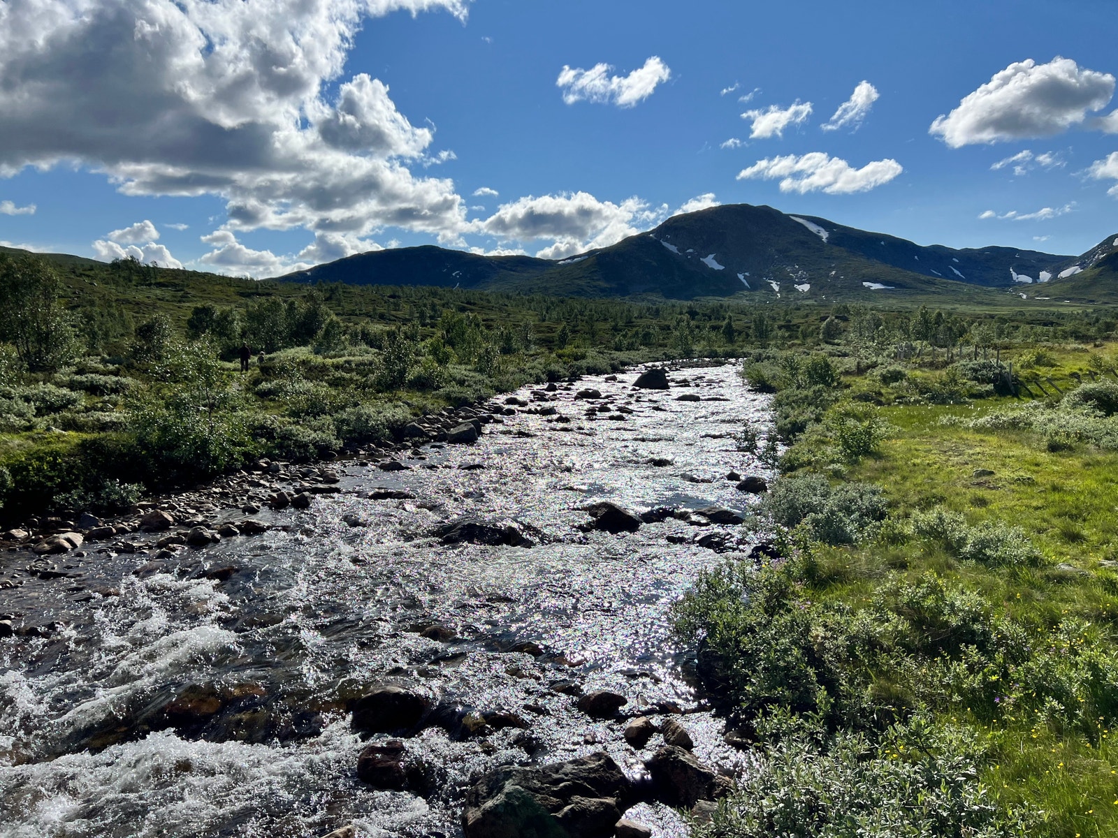 Vakkert turterreng Galleribilde