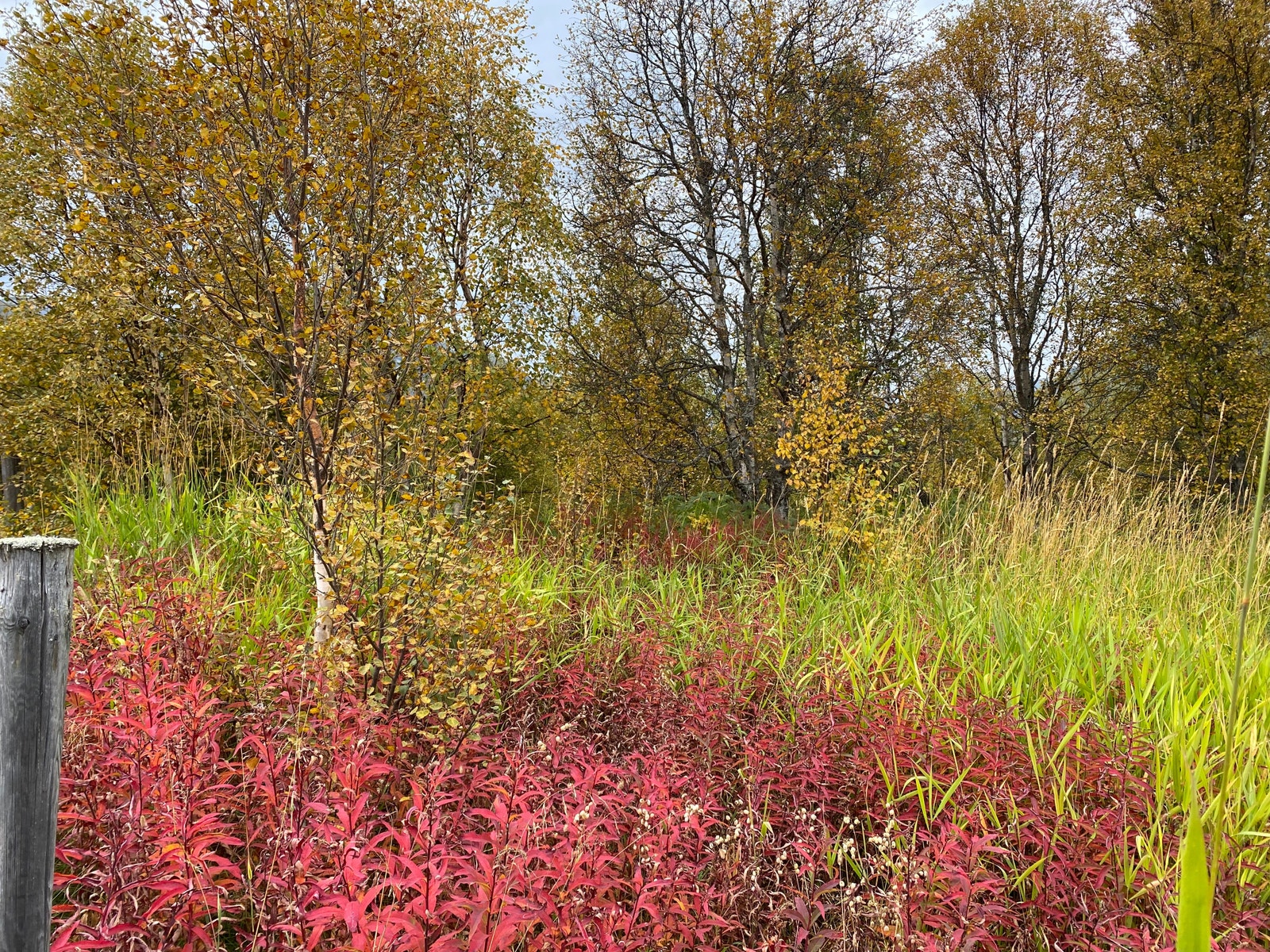 Nydelig natur Galleribilde