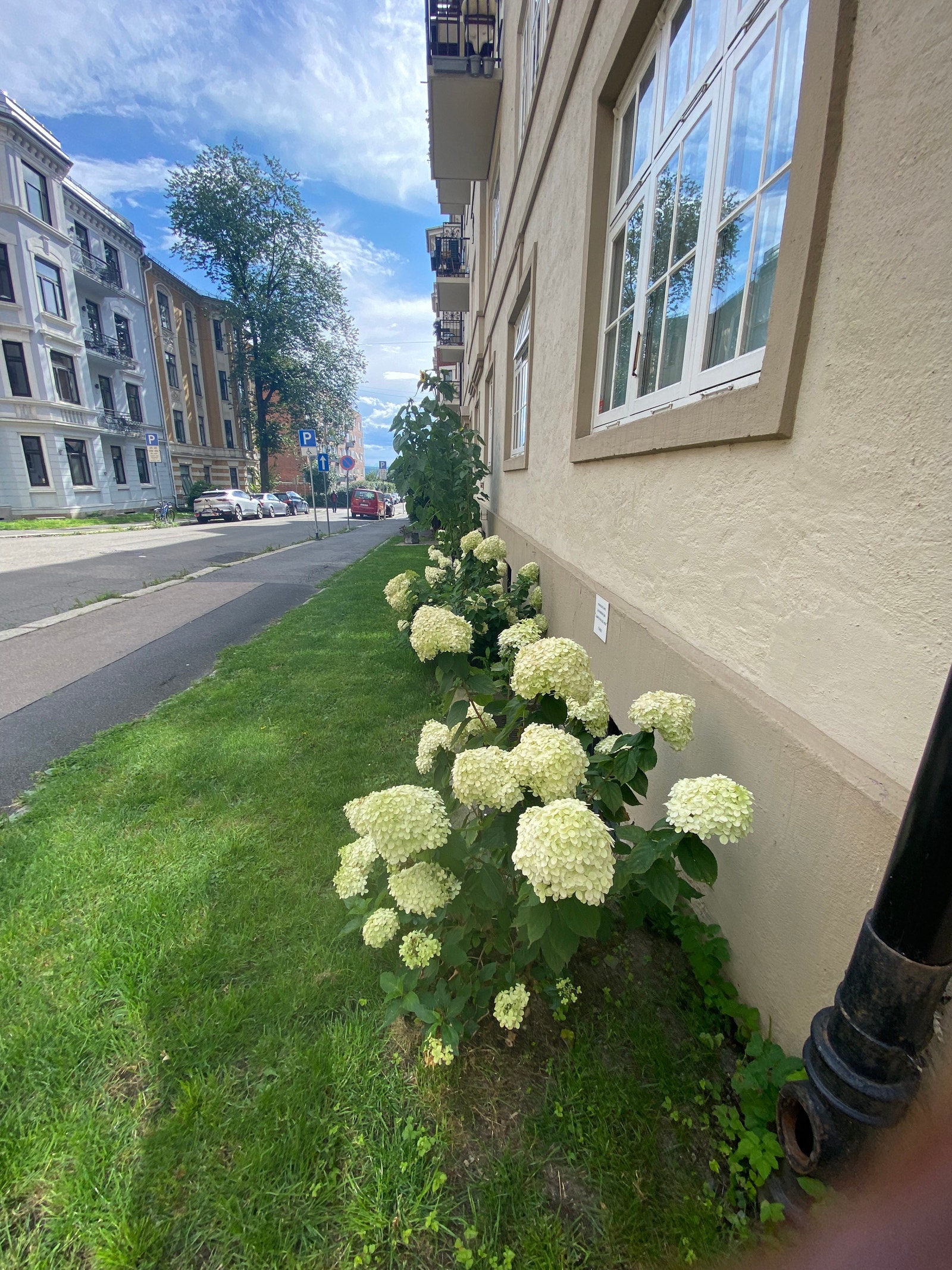 Grønn forhage Galleribilde