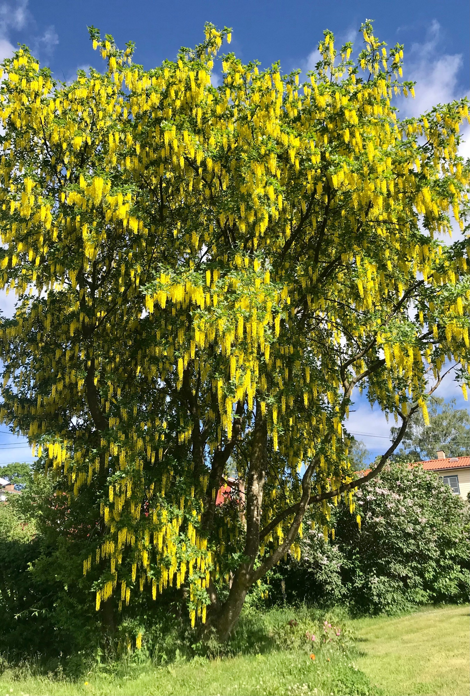 Frodig blomstring gjennom vår og sommer; Rhododendron, syriner, gullregn og flere lettstelte staudebed. Bak huset er det pallekarmer for grønnsaksdyrking. Galleribilde
