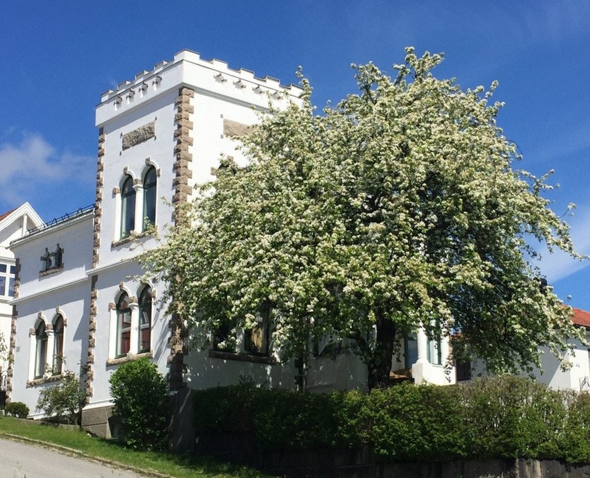 Pæretreet i full blomstring Galleribilde