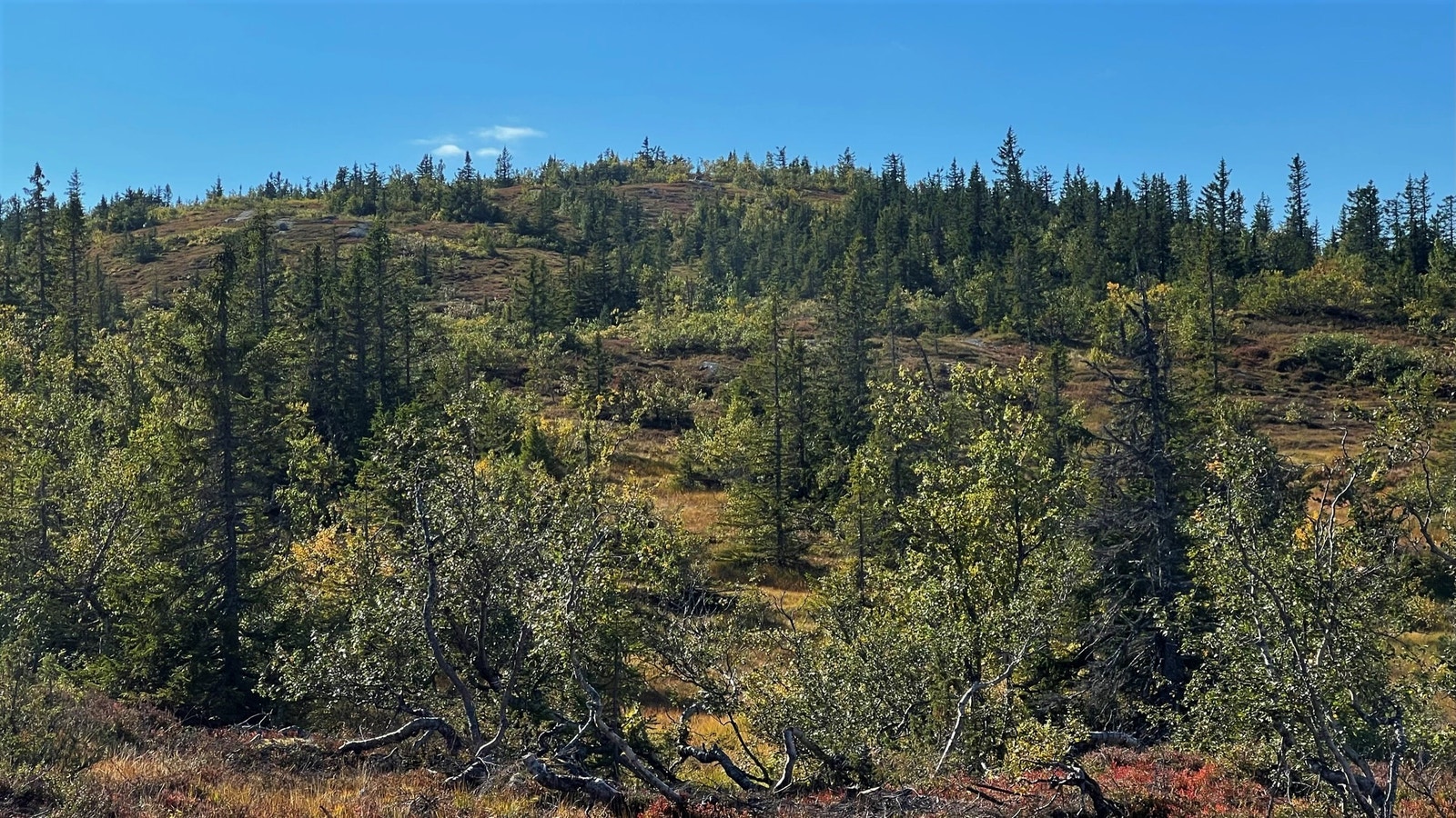 Bildet viser området umiddelbart bak tomtene, rett på store friområder. Galleribilde