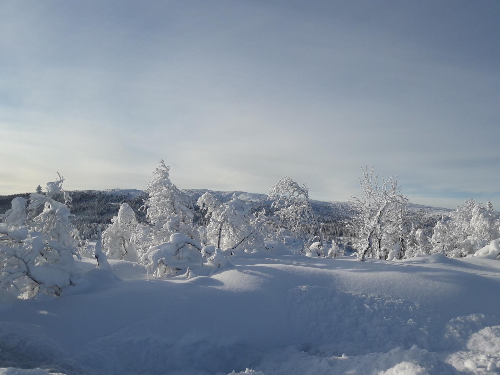 Vinterstemning. Galleribilde