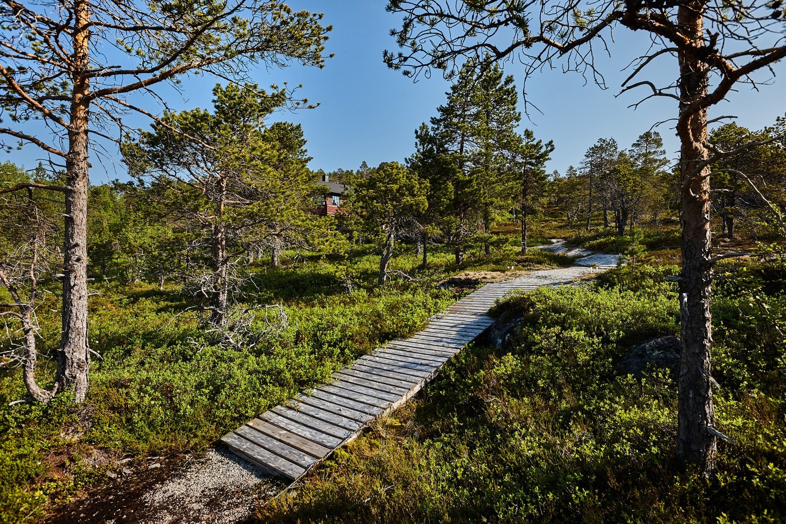Fin liten sti opp til hytta. Galleribilde