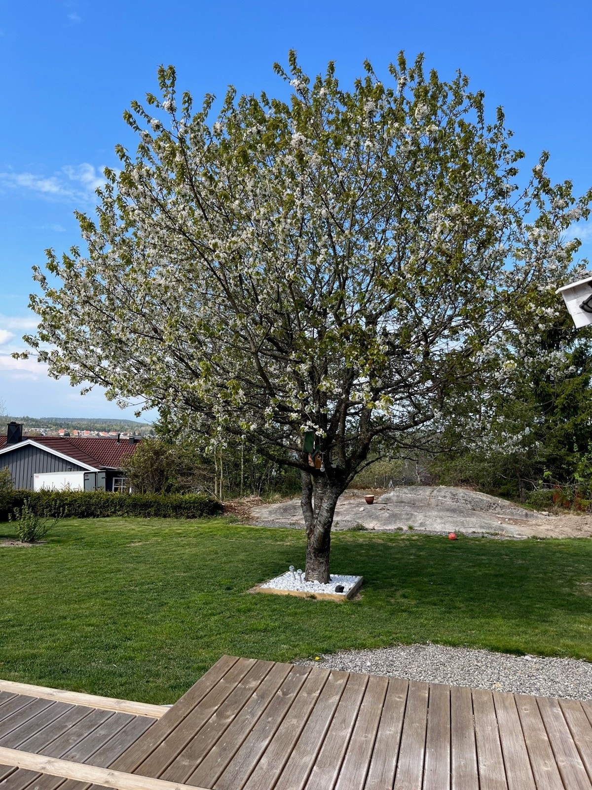 Tomten har flotte beplantninger, store plenarealer og prydbusker. Galleribilde