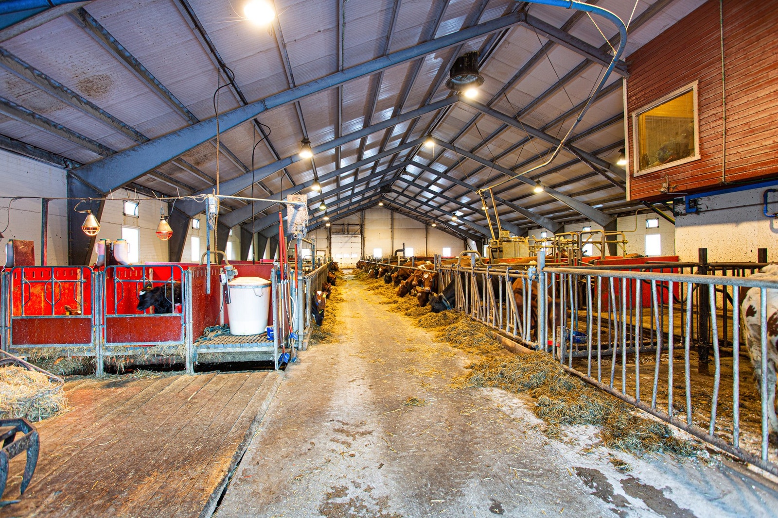 Den nyeste driftsbygningen med en kapasitet på 62 stk. melkekyr. P.t. driftes gården med en produksjon på ca 430 000 liter/år. Galleribilde