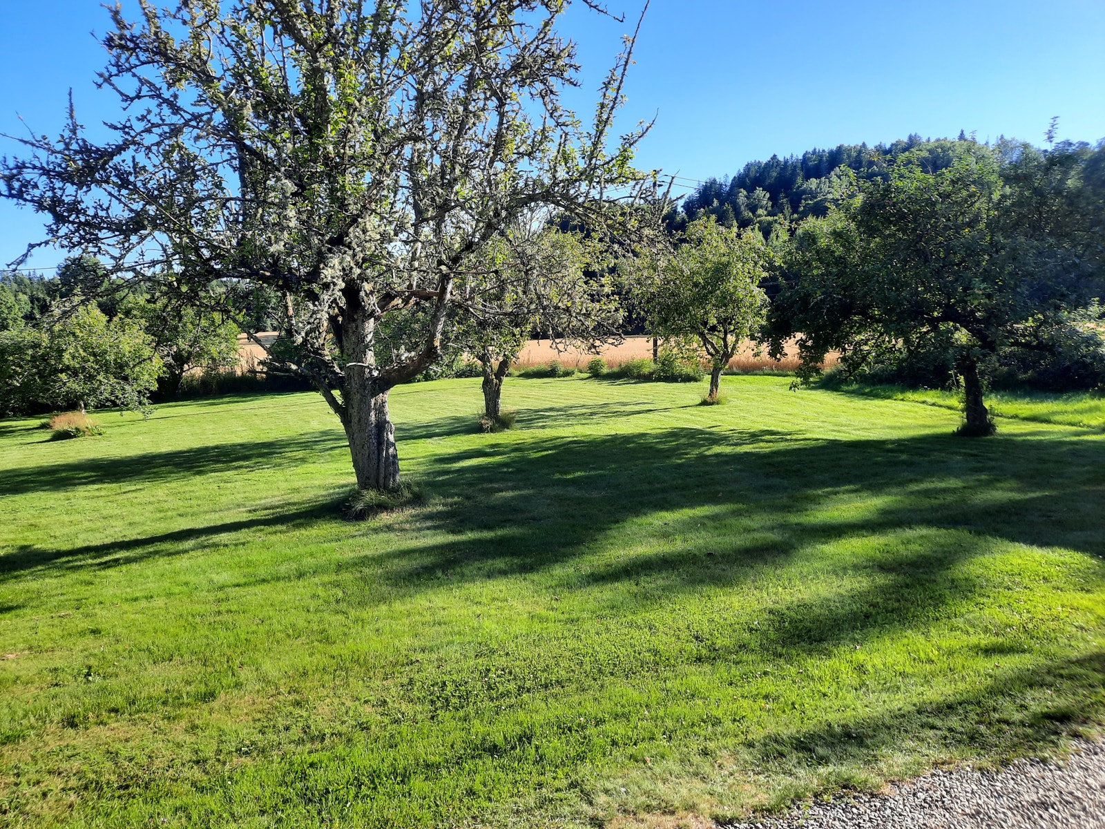 Stor hage med frukttrær Galleribilde