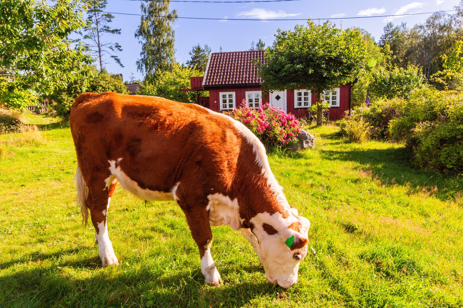 Tillatt med tilfeldig besøkende Galleribilde