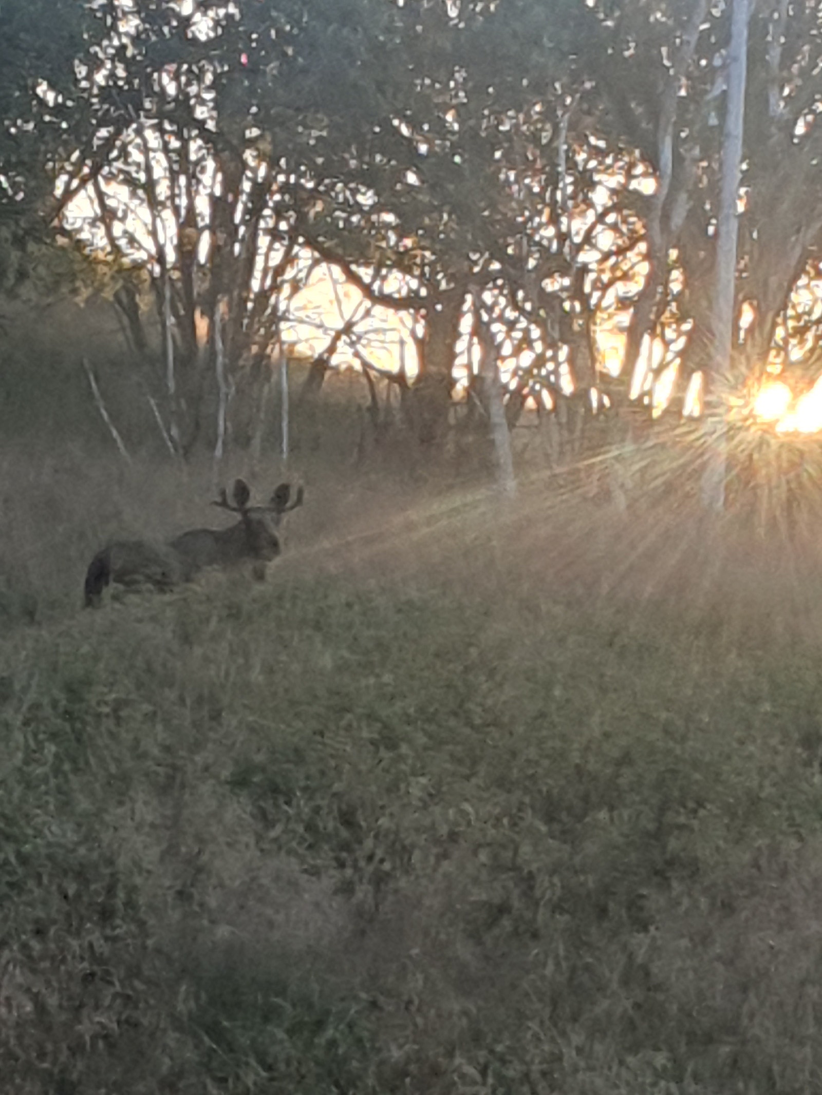 Elg i soloppgang.Tatt fra kjøkken vindu. Galleribilde