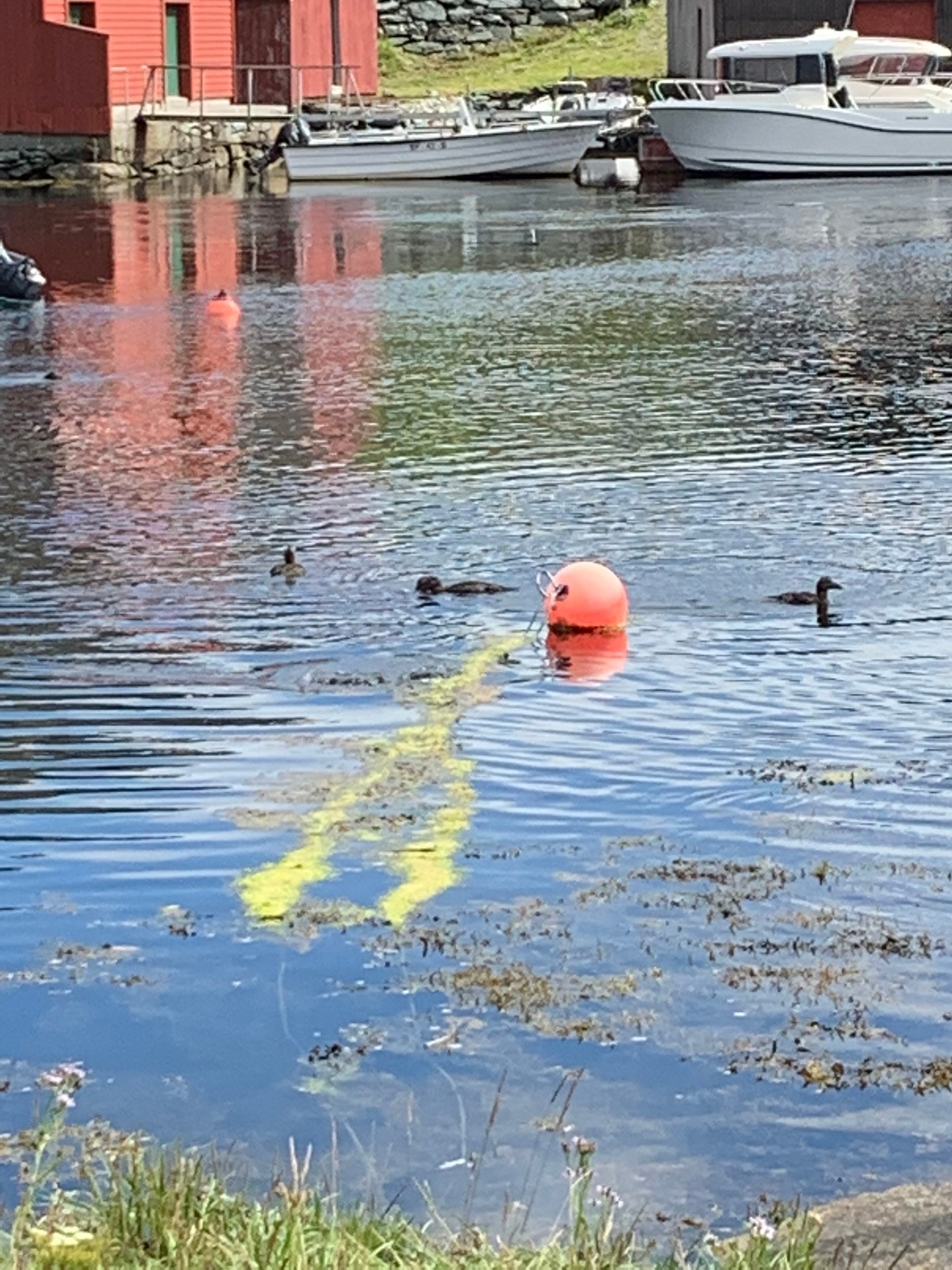 Utsikt fra Naustene Galleribilde