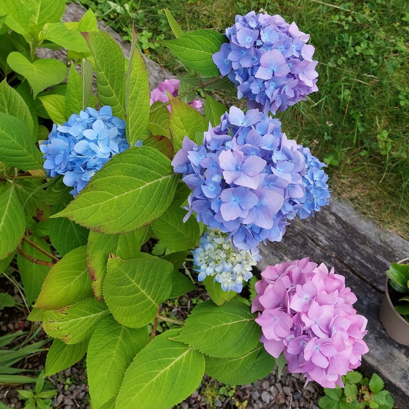 Hortensia ulike steder blomstrer hvert år i Olasrudveien 103 Galleribilde