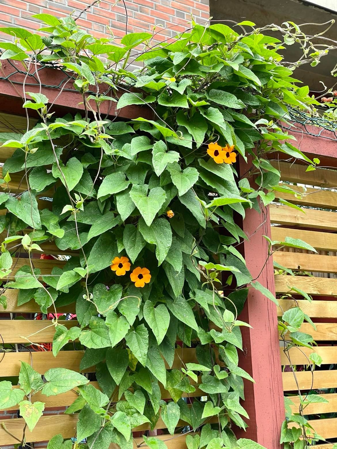 Detaljbilde bakgård Galleribilde