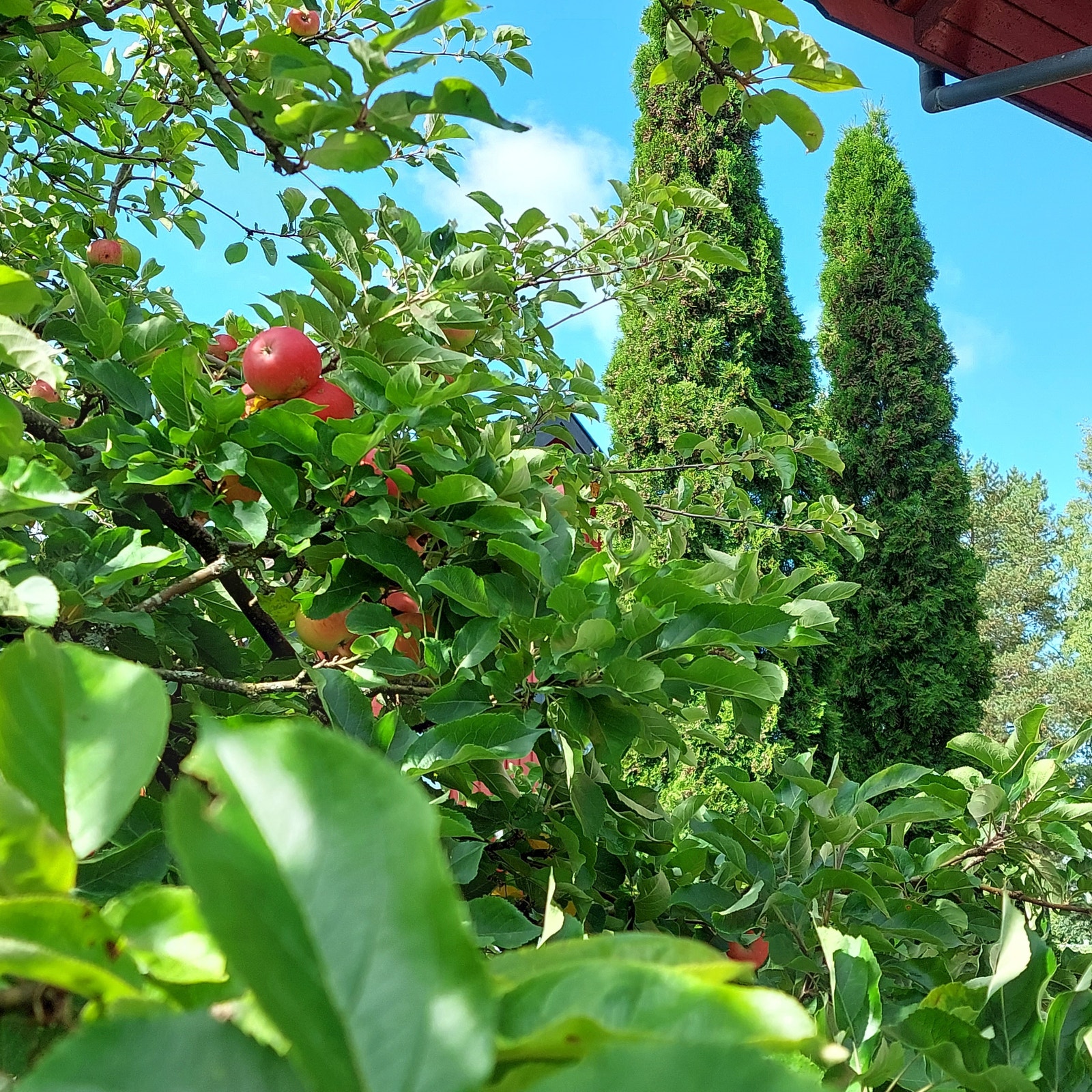 Eplene kommer i hagen Galleribilde