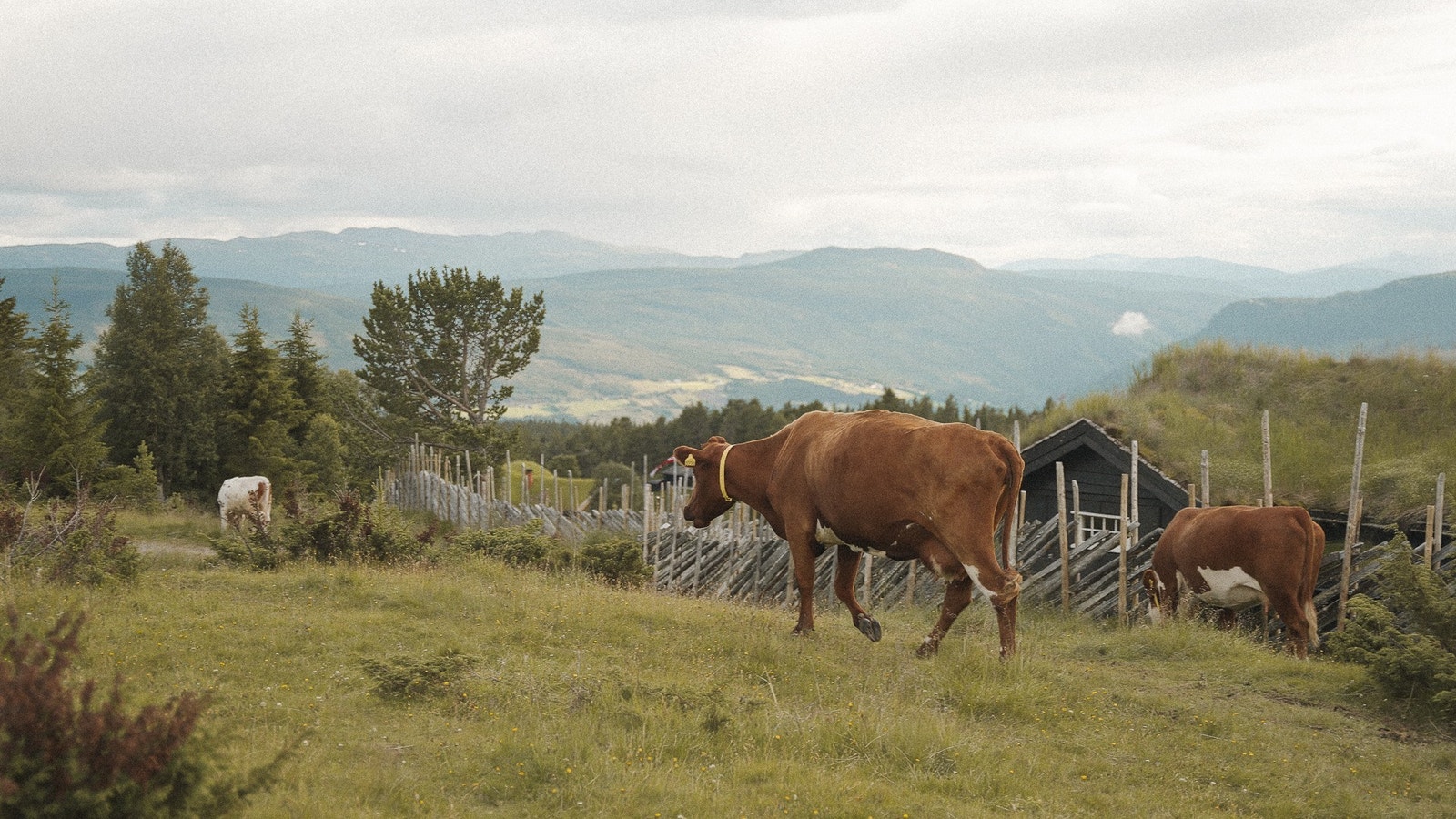 Seterlandskap Galleribilde