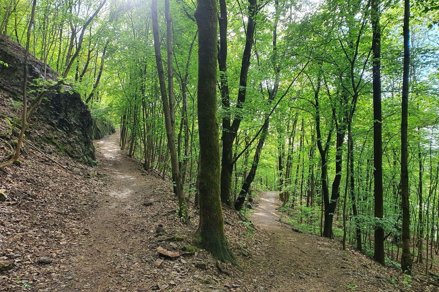 Fantastiske turmuligheter på lite trafikkerte turstier i Ekebergskogen like bak blokken. Galleribilde