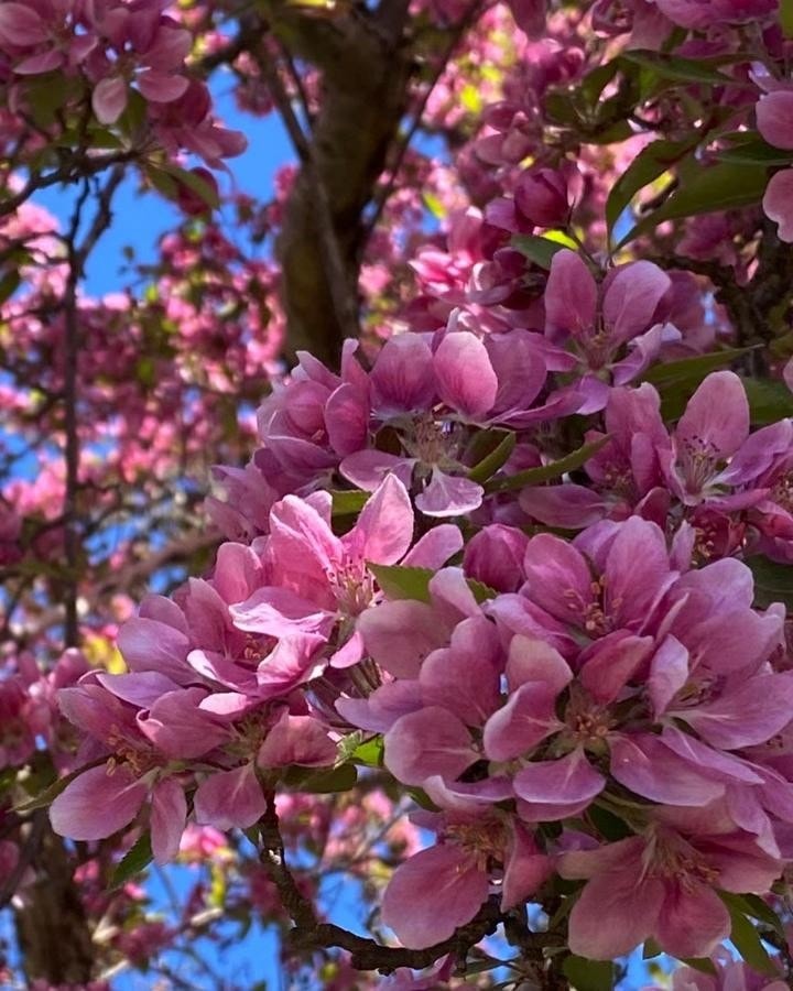 Fine busker og trær i hagen Galleribilde