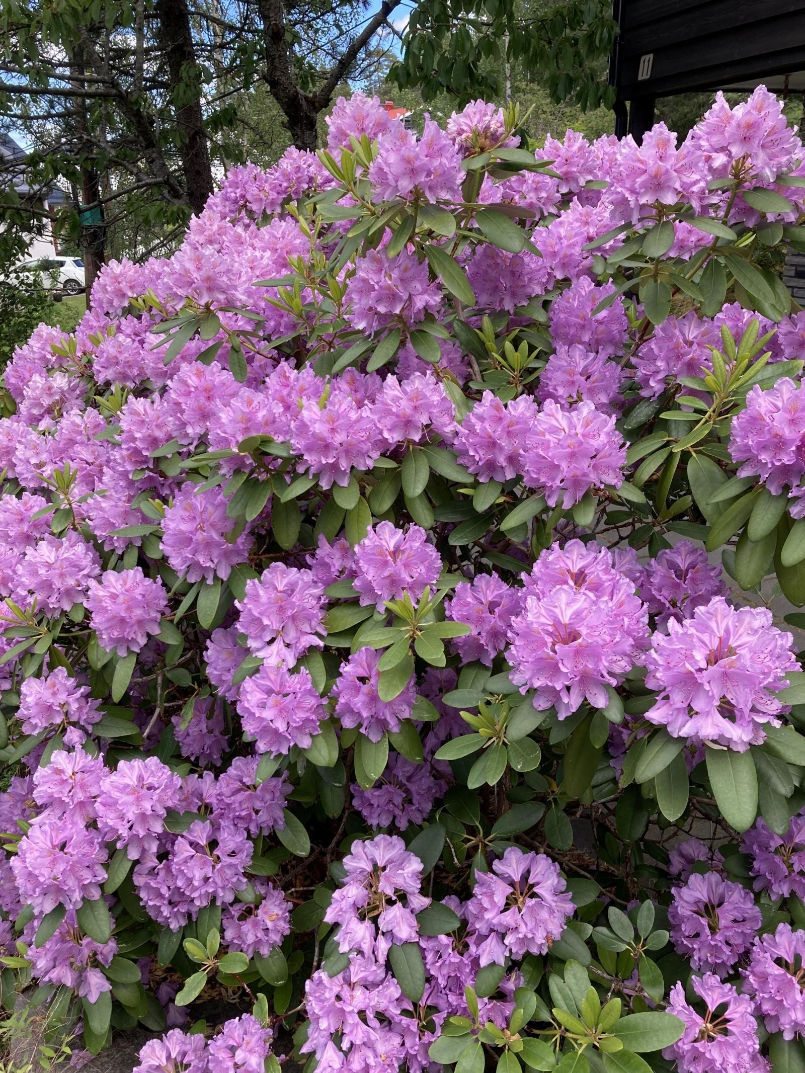 Rododendron Galleribilde