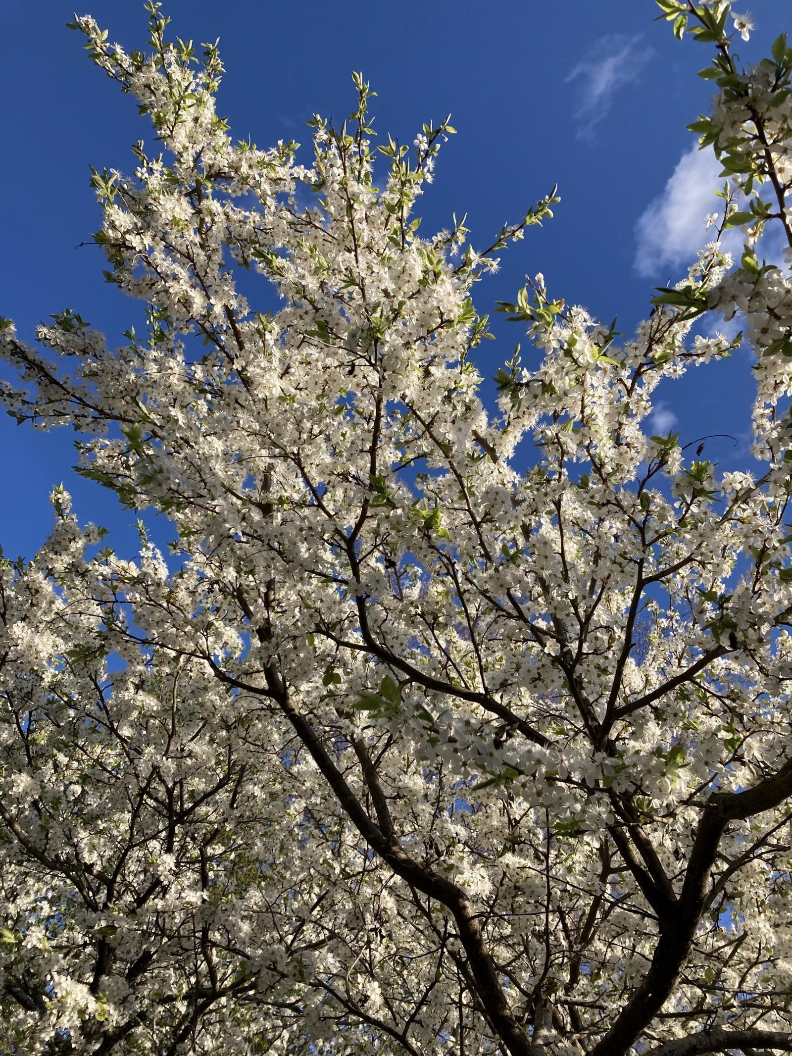 Plommetre i full blomst Galleribilde