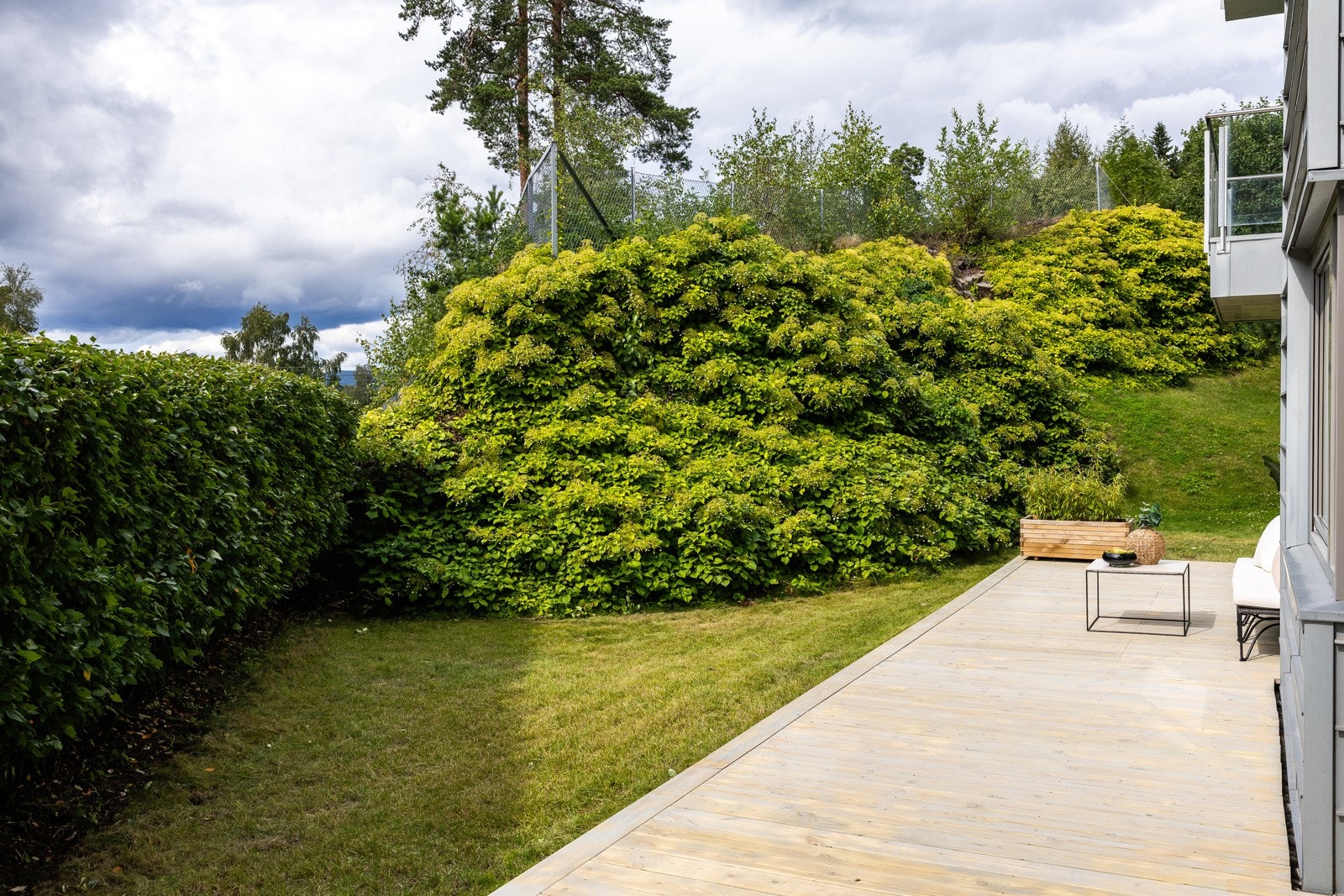 Skjermet og fin hage/terrasse med hekk/klatreplanter Galleribilde
