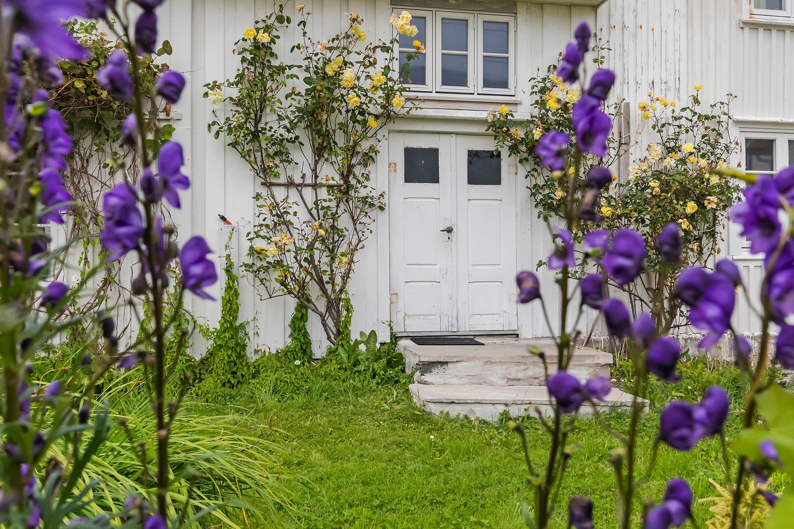 Hyggelig hage med prydbusker og blomster Galleribilde