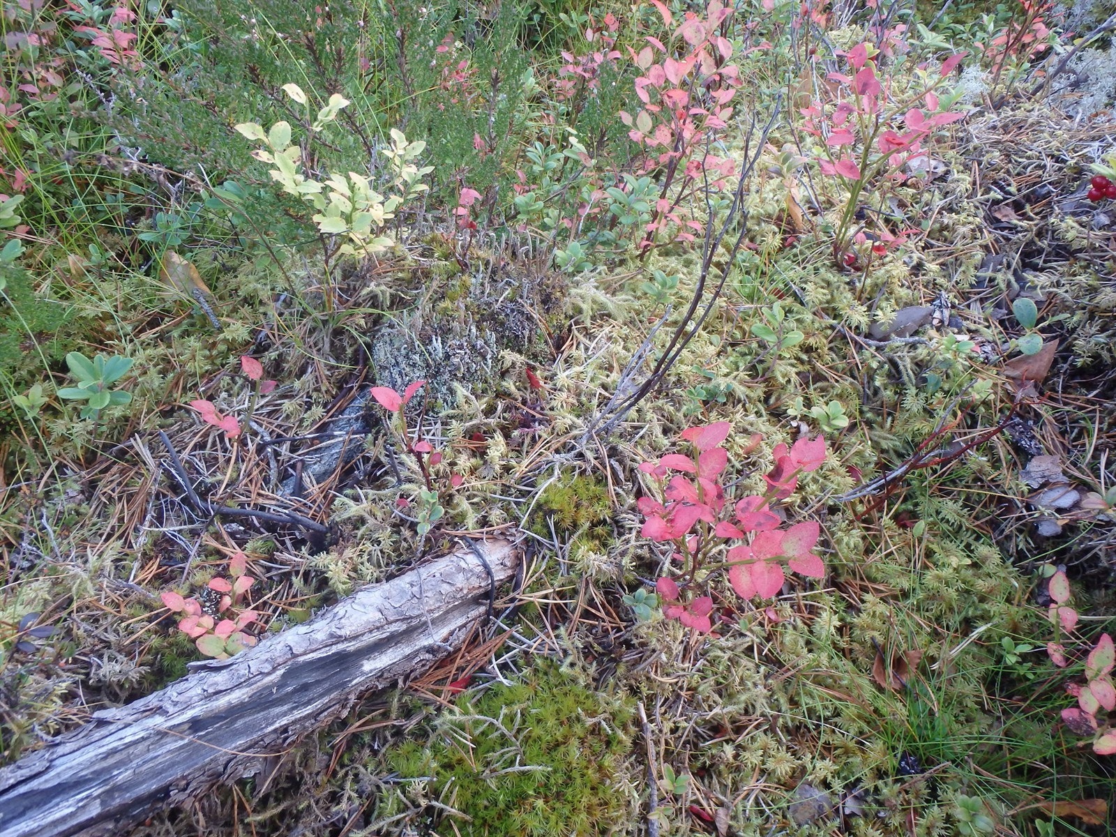 Høststemning 2.jpg Galleribilde